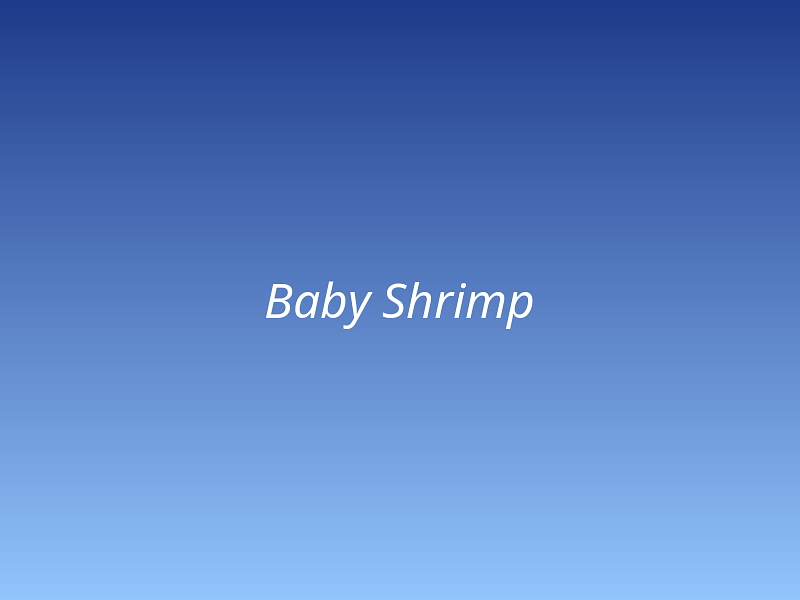 Baby Shrimp