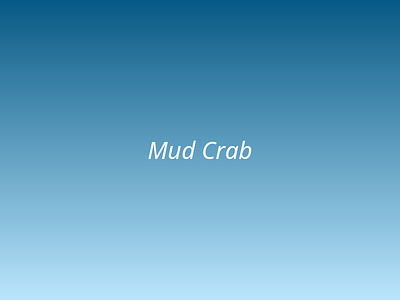 Mud Crab picture 1