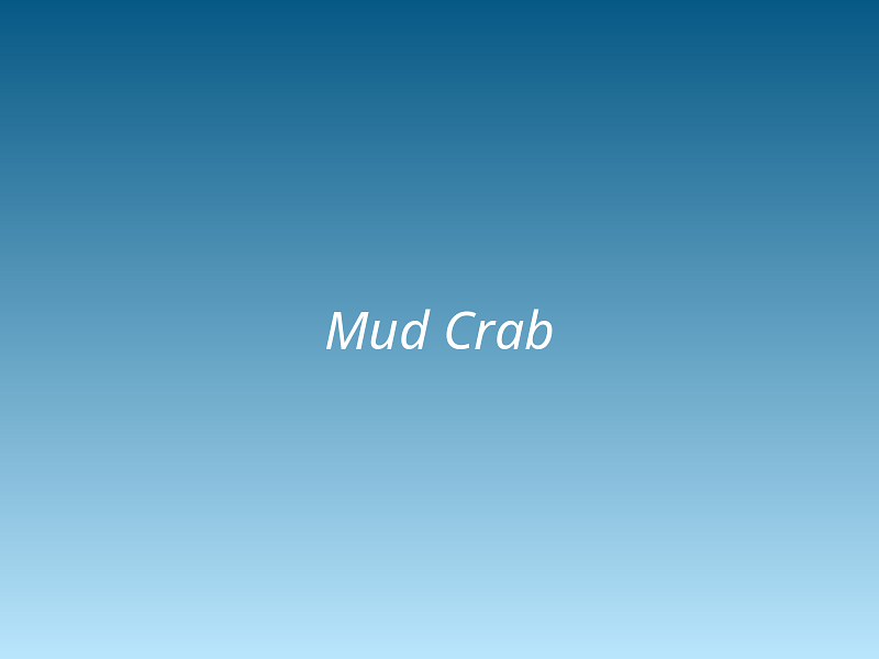 Mud Crab