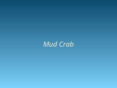Mud Crab picture 2