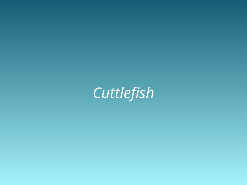 Cuttlefish